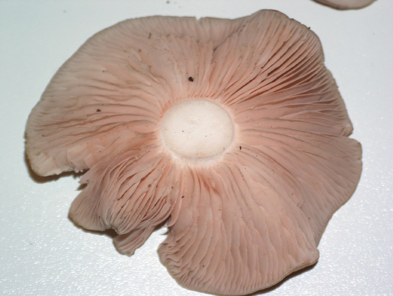 Entoloma lividoalbum